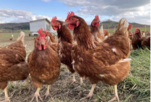 Freilandeier aus dem Hühnermobil